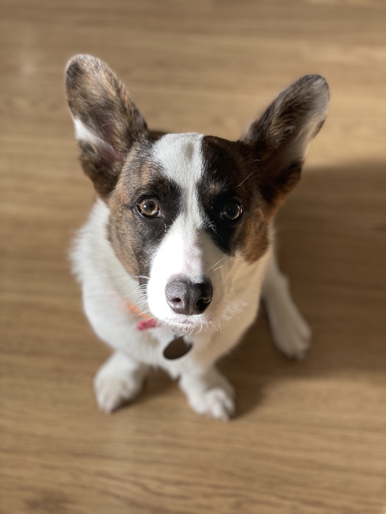 A corgi looking up at the camera