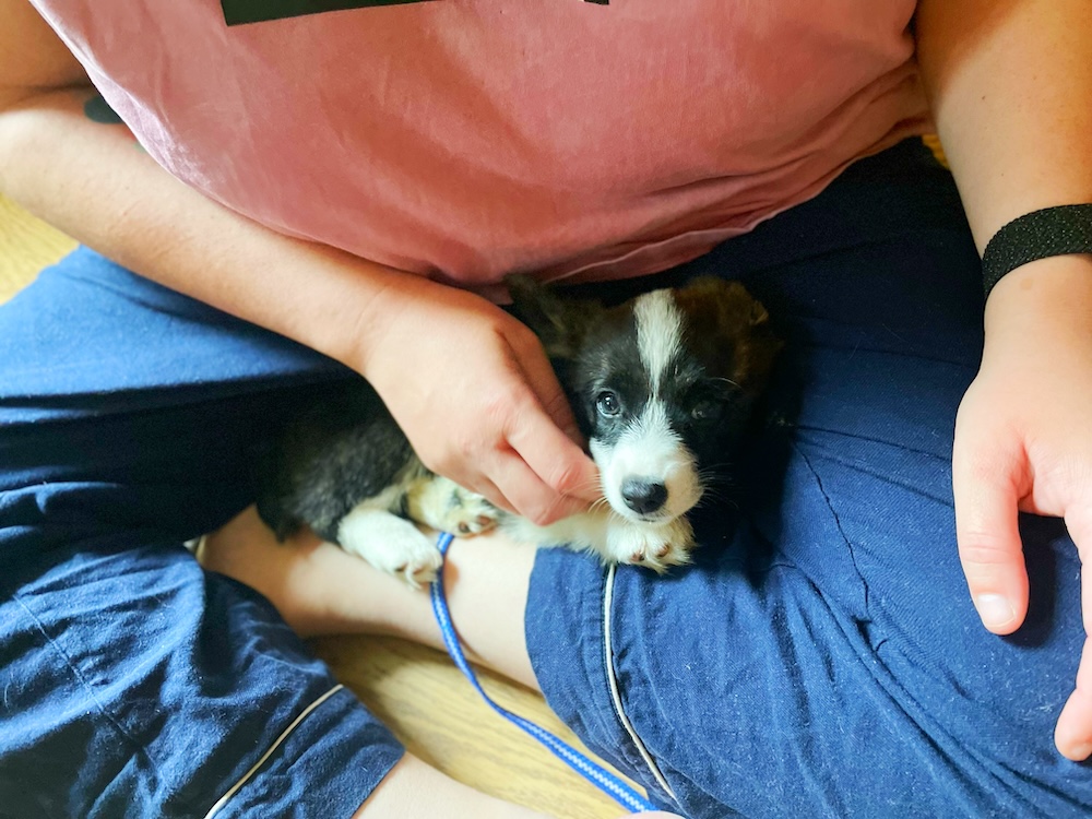 An eight-week-old corgi puppy snuffles up in the lap of a person, looking up at the camera