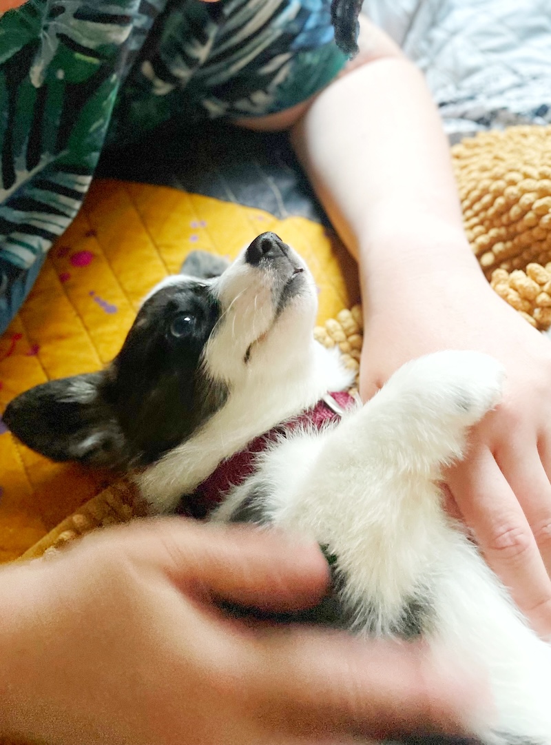An eight-week-old corgi puppy lies on its back on a bed spread, looking up at a person petting them