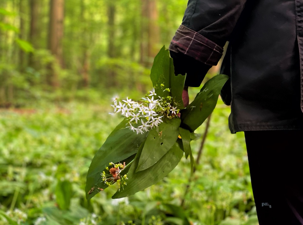 A hand holds foraged greens against the backdrop of a lush forest 