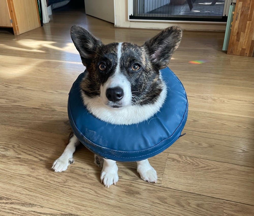 A recently-neutered corgi sits with an inflatable anti-lick cone around her neck, looking at the camera in discontentment.