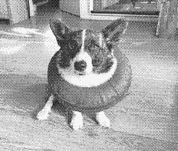 A recently-neutered corgi sits with an inflatable anti-lick cone around her neck, looking at the camera in discontentment.